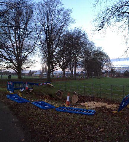 Bishops Meadow Tree.jpg