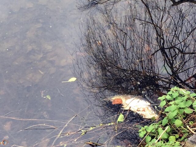Dead Fish Hereford.jpg