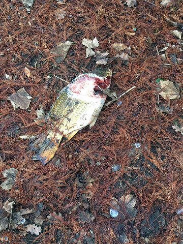 Dead Fish Hereford 1.jpg