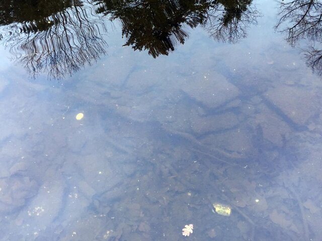 Shallow Duck Pond.jpg