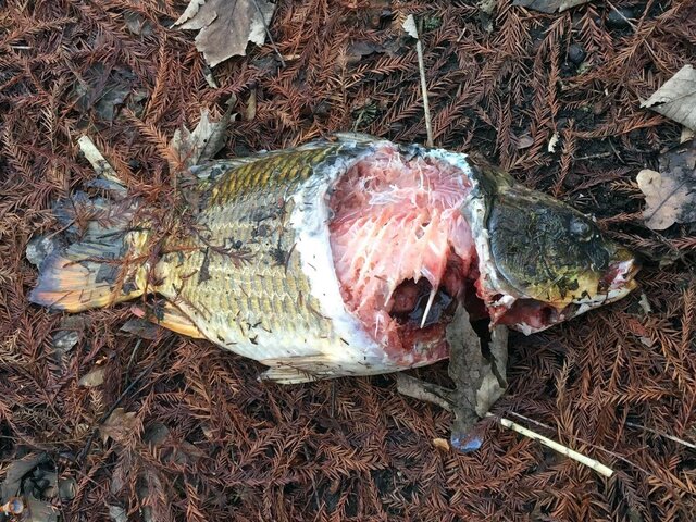Dead Fish Duck Pond.jpg