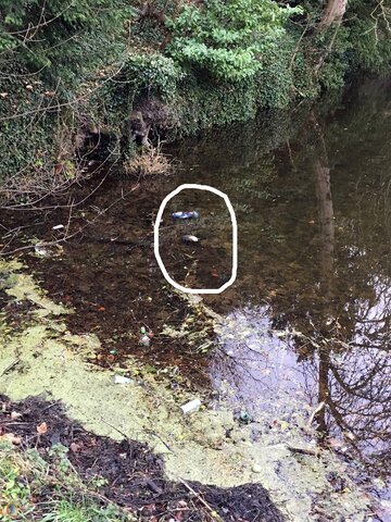 Dead Fish Hereford 3.jpg