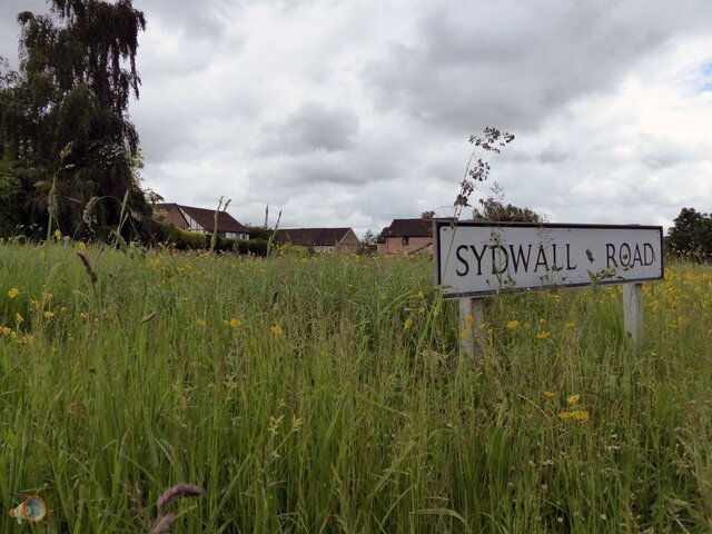 Uncut Grass Hereford.jpg