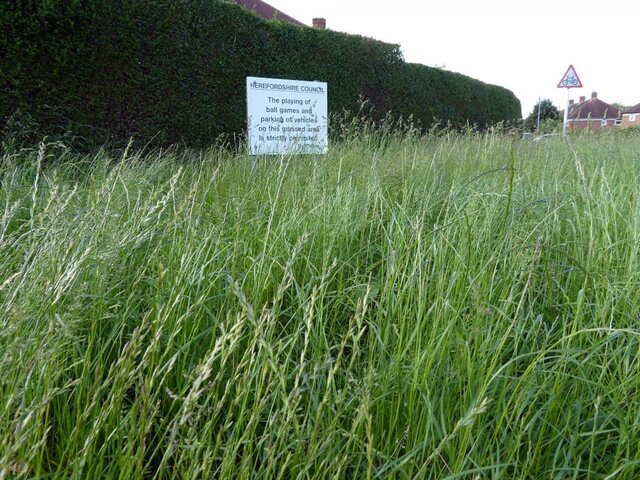 Hereford-Long-Grass.jpg