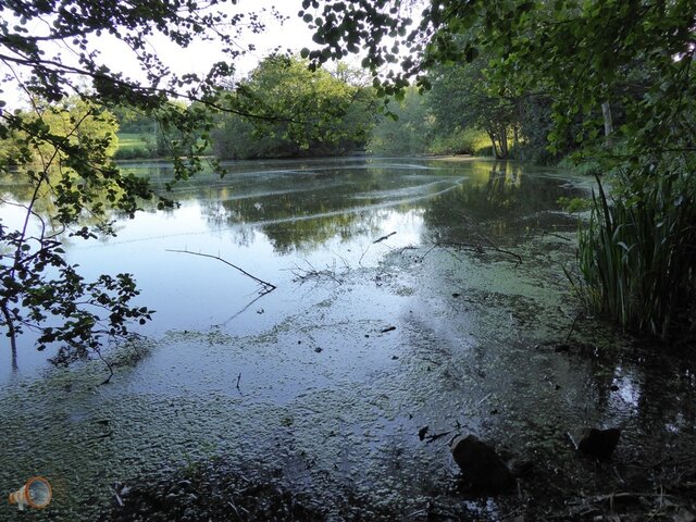 Algae Hereford 1.jpg