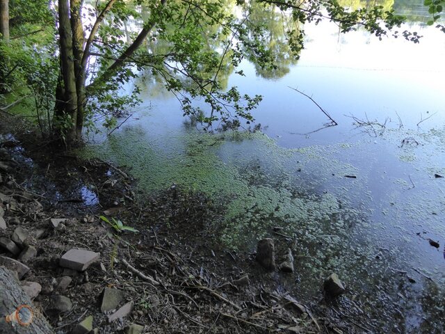 Algae Hereford 3.jpg