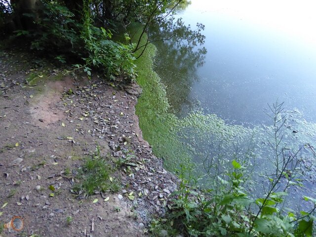 Algae Hereford 2.jpg