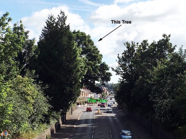 Belmont Road Tree's.jpg