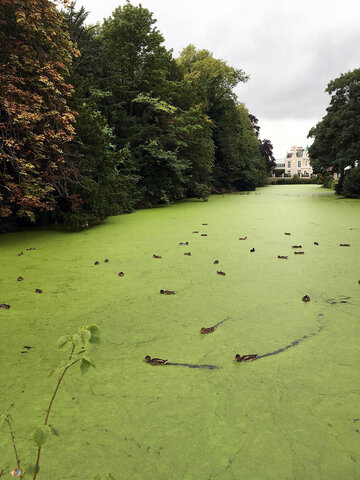 Hereford Duck Pond.jpg