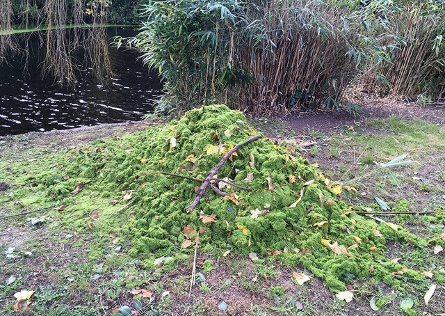 Duckweed Hereford.jpg