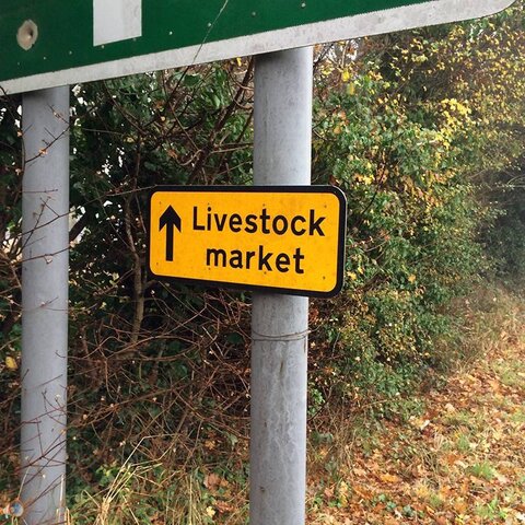 Livestock Before.jpg