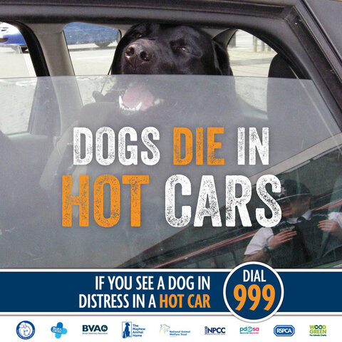 DogInHotCars.thumb.jpg.dd77b43a0ae66d43b76be33a6686eaad.jpg
