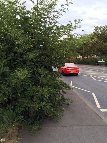 2142392294_BelmontRoadBushes.thumb.jpg.ffd751b9c278efee459e13c0b1d26213.jpg
