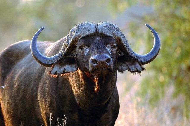 1036227310_WaterBuffalo.thumb.jpg.f8e40d9ba2b859a8feab5bc4c1f97d59.jpg